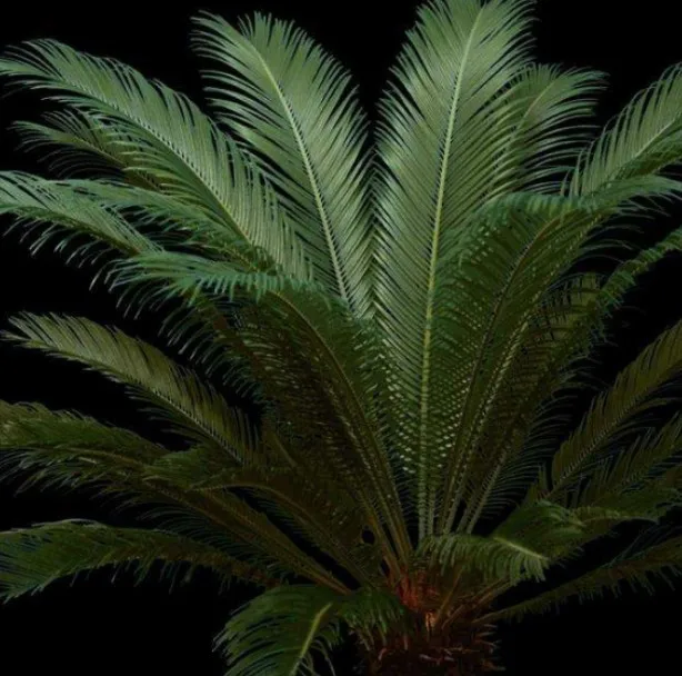 Наружные декоративные растения Cycas Revolution