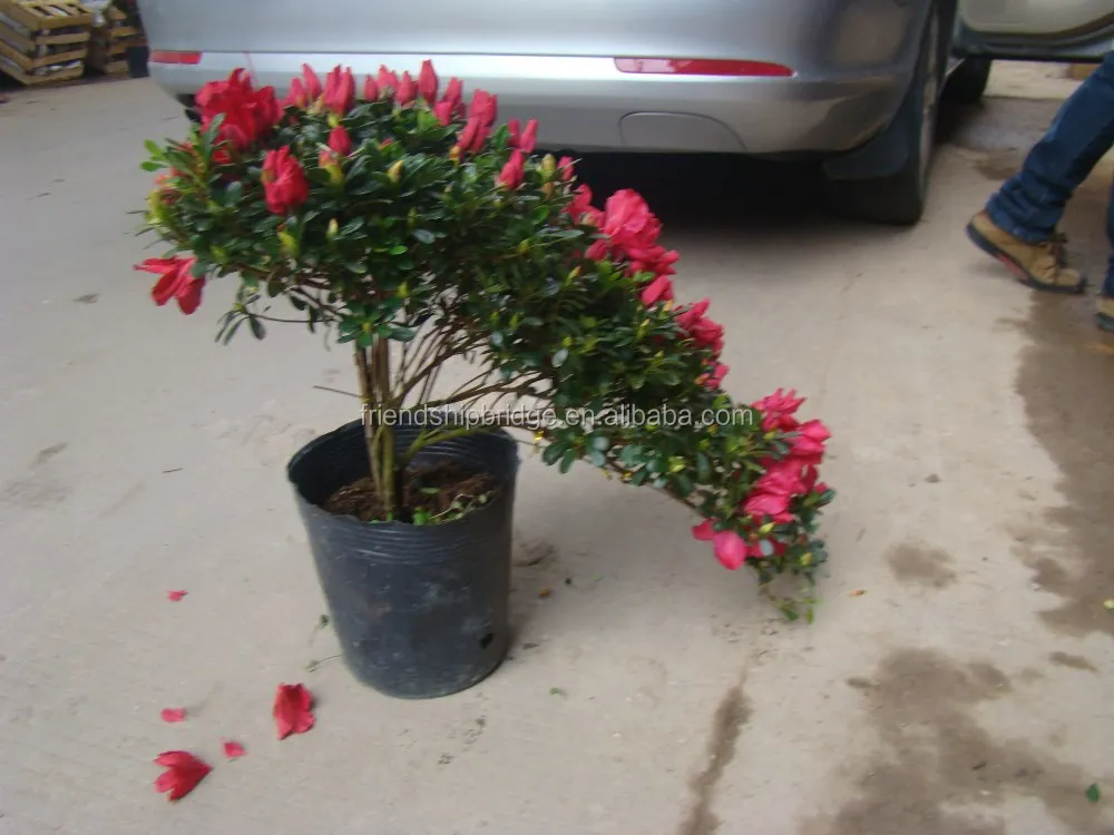shaped blooming Rhododendron azalea bonsai