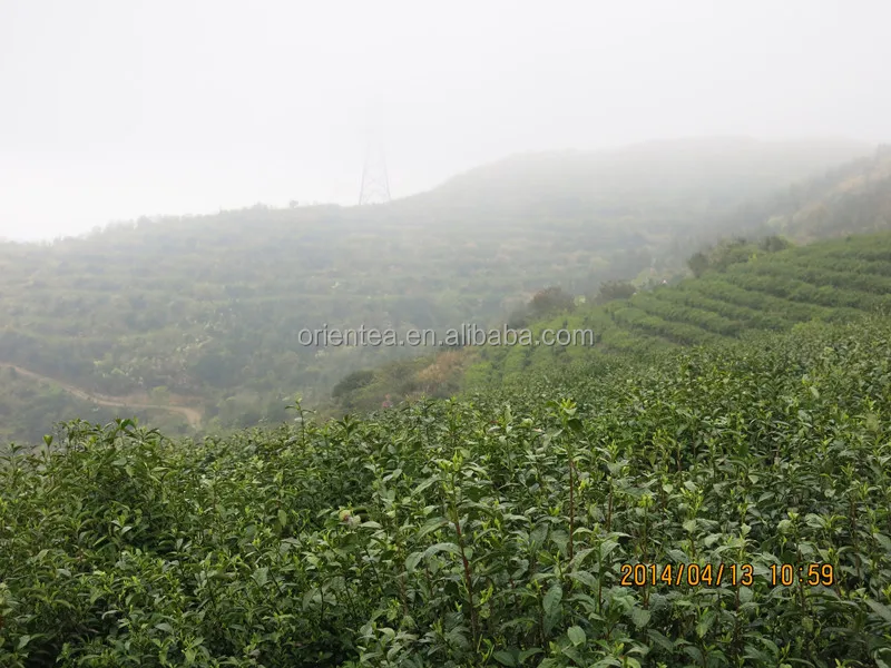 green tea powder, green tea fanning, green tea dust
