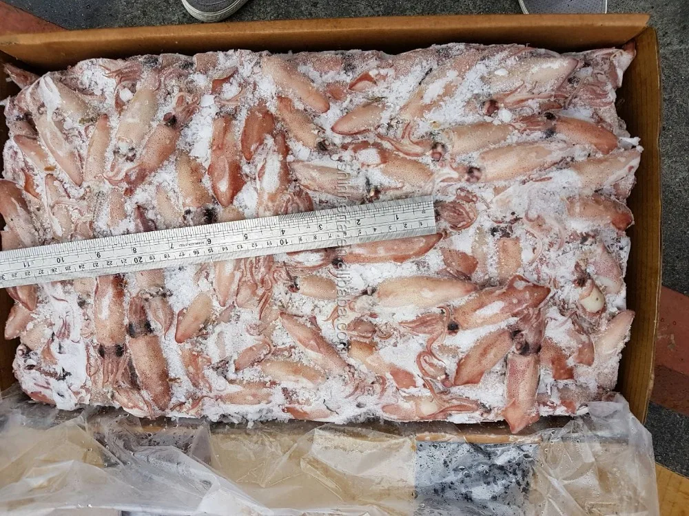 Taiwan Sea Frozen Squid Loligo