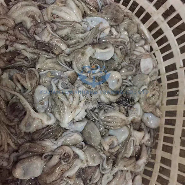 
Frozen baby octopus wholesale for Korea market 