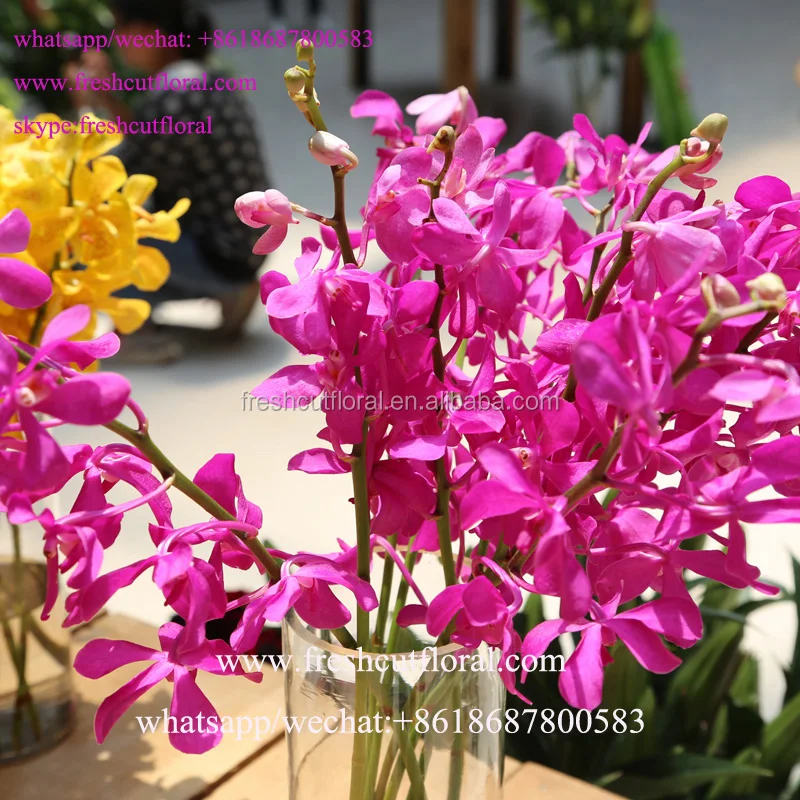 Вы можете купить оптом цветок орхидеи и красивые розы для свадебного букета