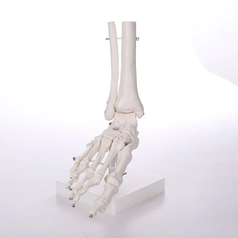 ADA-A1027 life-size human anatomy foot simulation skeleton model