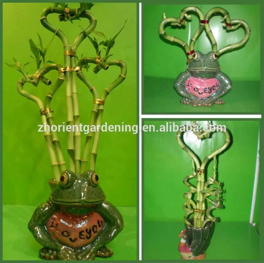 
heart shape lucky bamboo dracaena sanderiana air bonsai tree indoor ornamental aquatic plants nursery garden decoration 