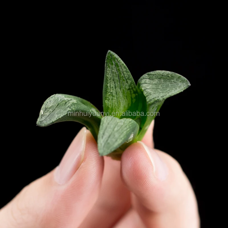  Чистые суккулентные растения Haworthia тканевые кутикулы для выращивания растений в
