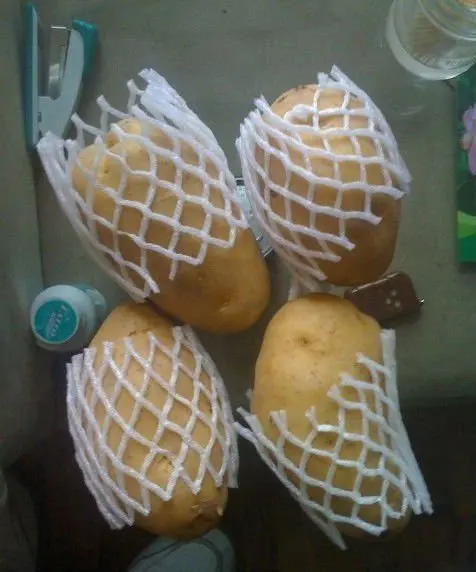 
fresh holland potato from China 