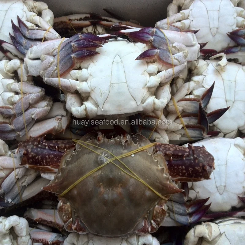 top urgent want to buy frozen blue swimming crab with good price