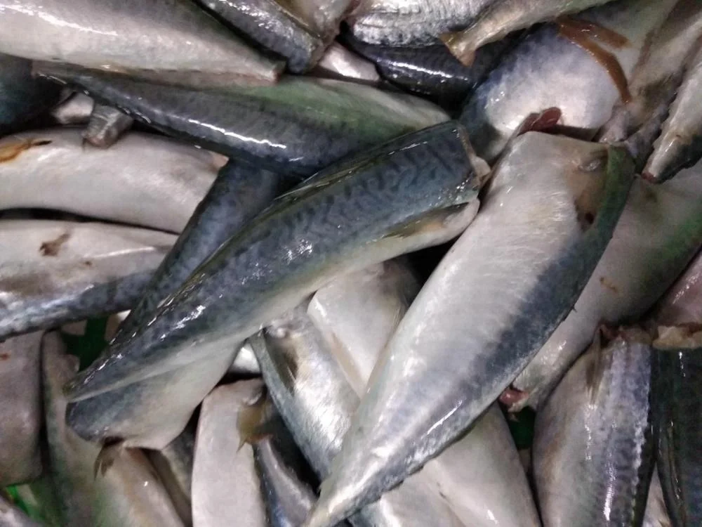 Материал банка для скумбрии 100-200 г замороженная скумбрия