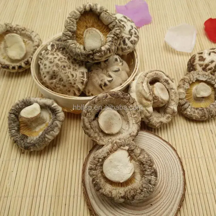  Сушеный Белый цветок Shiitake гриб для выращивания