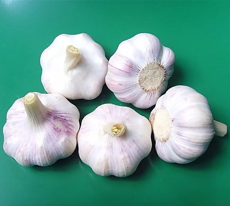 Bull Wholesale ZLM Brand Fresh Garlic For Sale