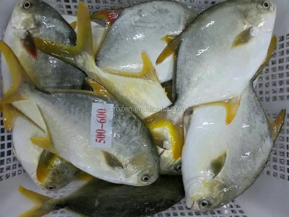 High quality FROZEN GOLDEN POMFRET
