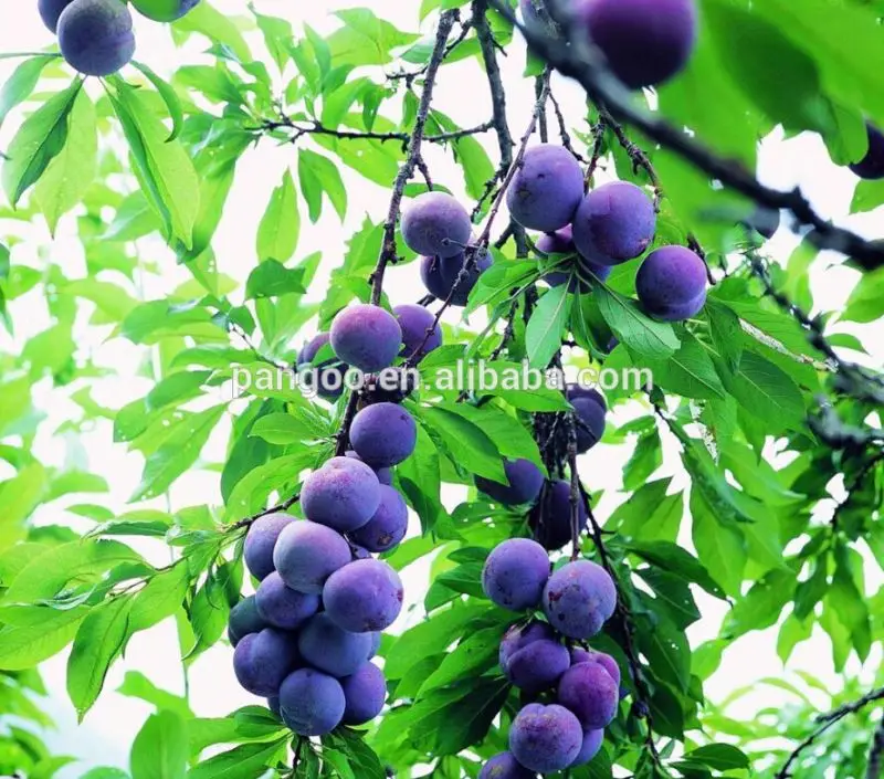 Silicate Bacteria Fertilizer Additives 10 bilion cfu/g for tomatoes, beans PANGOO PLANT GROWER