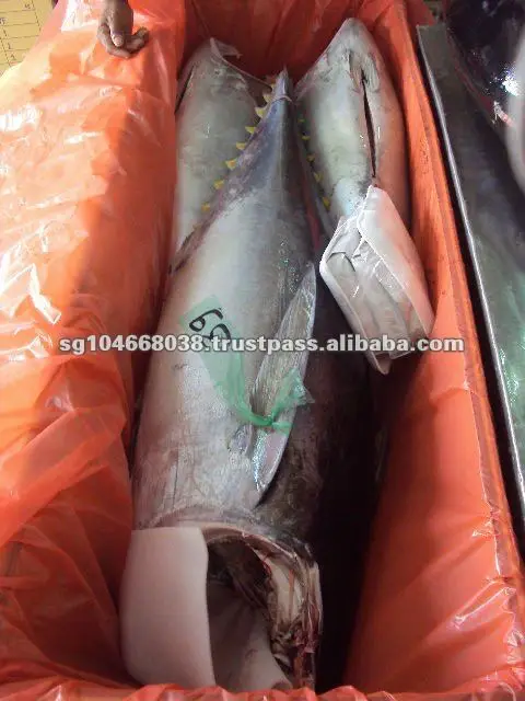 Fresh Frozen Chilled Organic Low Sodium Yellowfin Tuna Weight 60lbs Above HGT Seafood Traders Box Packaging Fish