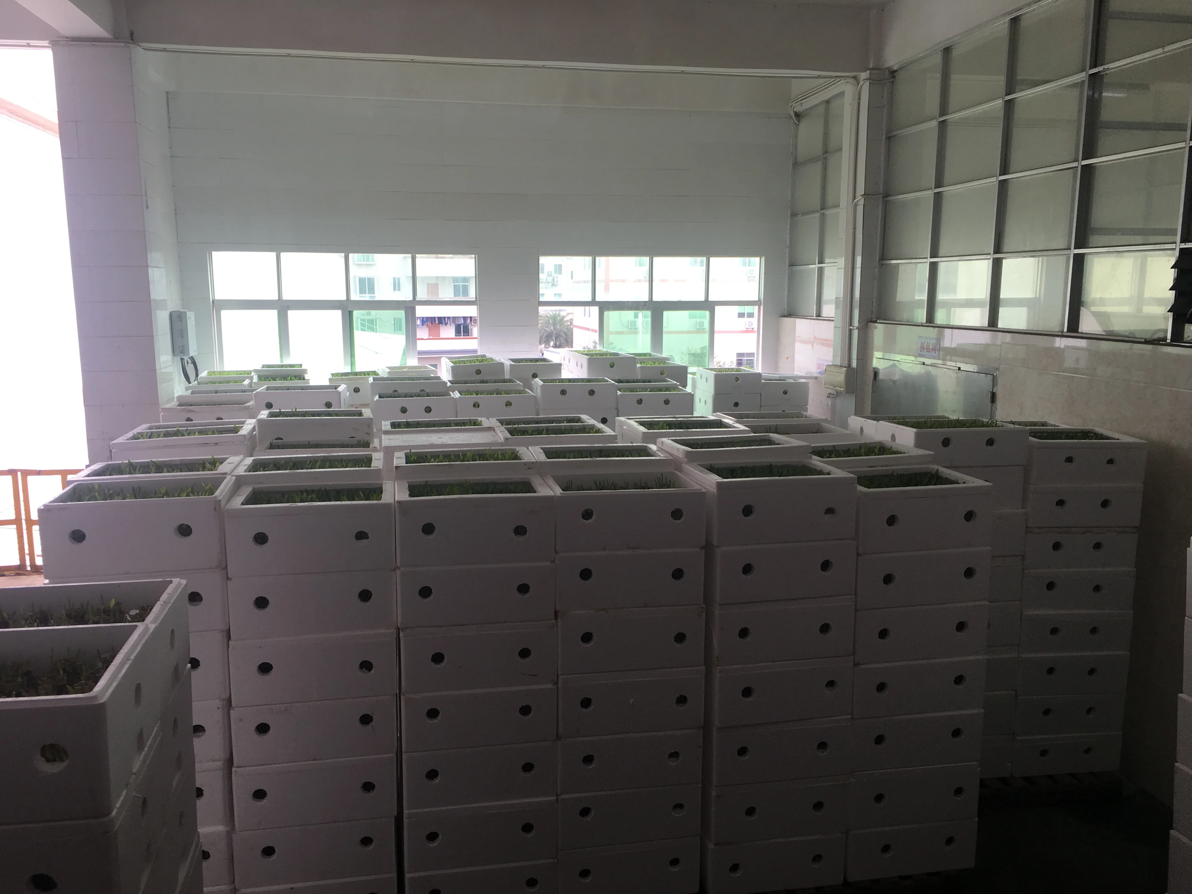 Воздушный бонсай в форме лодки, счастливый бамбук, драцена, сандерия