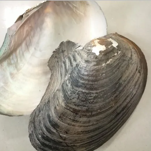 Promotion Price Chinese Freshwater Pearl Shell River Seashell in Cheap Price