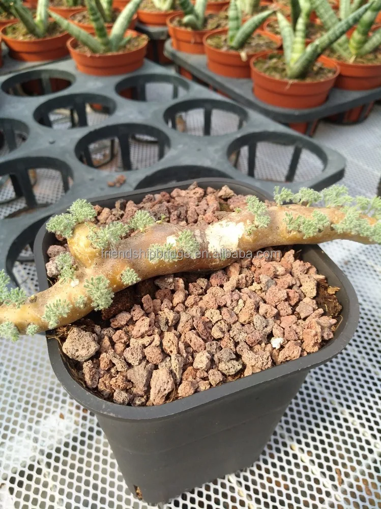 
Indoor & outdoor Monsonia multifida bonsai plants 