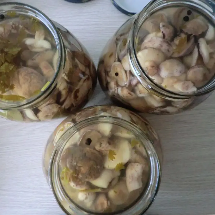 Top quality canned suillus granulatus mushroom in marinated
