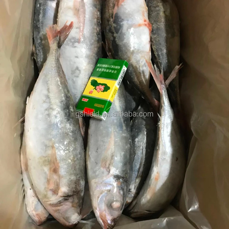 
 Свежие замороженные морепродукты IQF с красным хвостом Muroaji из Китая по низкой цене  