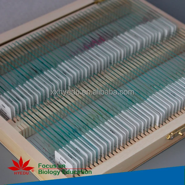 Fixed set Most popular algae biology prepared microscope slides set for biological lab equipment