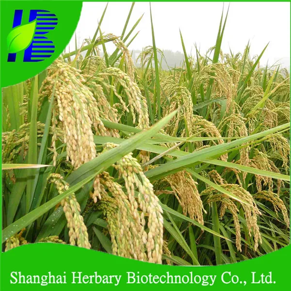 High Budding Rate Hybrid Rice Seed For Cultivating