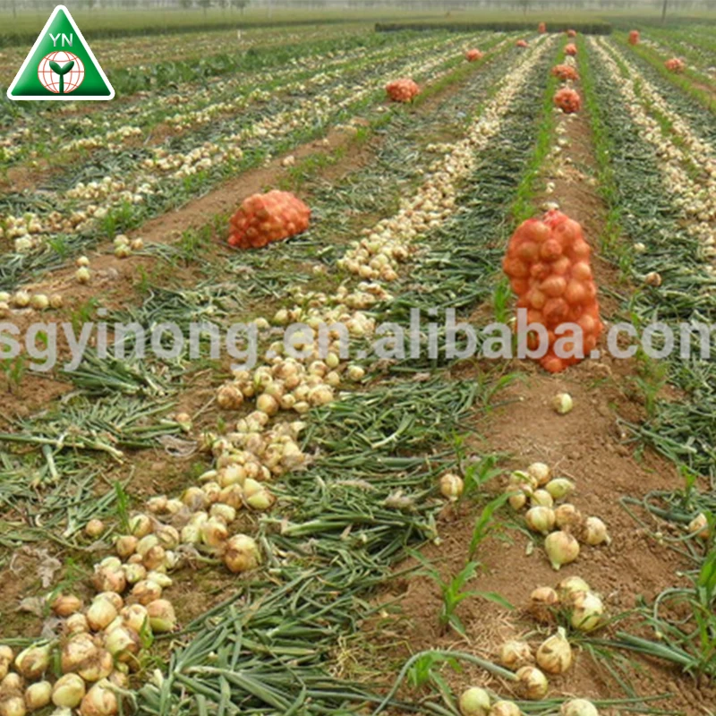 
yellow hybrid f1 onion seeds 