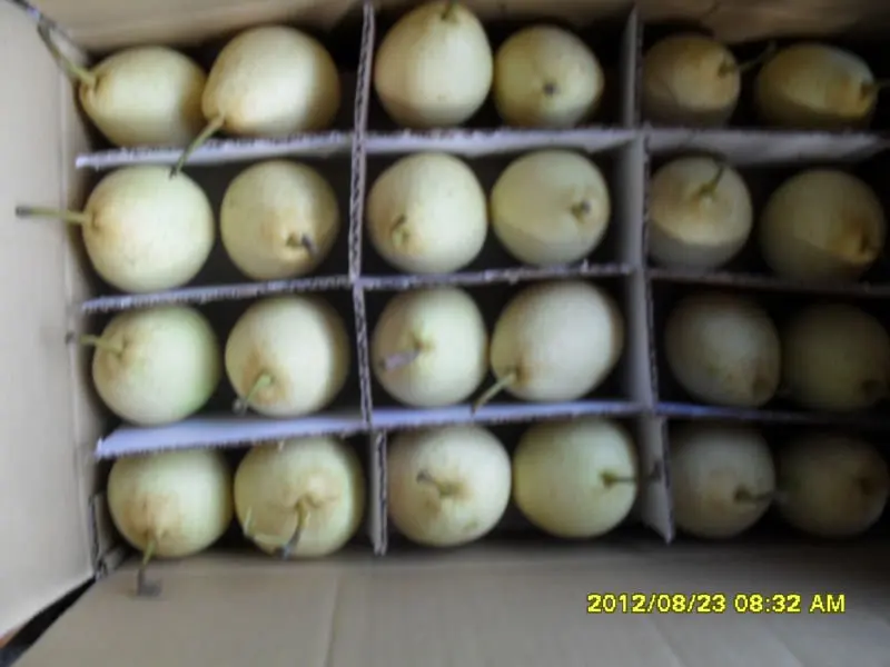 
Ya Pear for best selling 