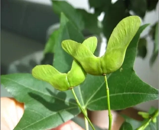 Rich in 5% of Neuroacids Plant health oil Chinese Specific Acer truncatum seed oil