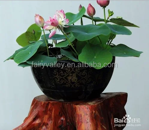 Super High Quality Bowl Lotus Seeds Flower Seeds For Growing