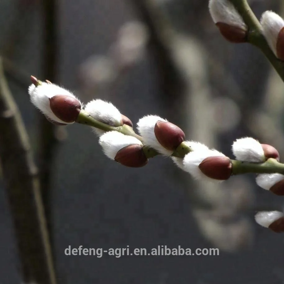 Beautiful natural fresh cut flowers pussy willow for decoration wedding flower