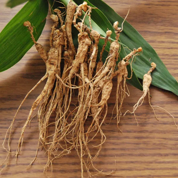 
High Premium Wild Mountain Ginseng Panax Root 