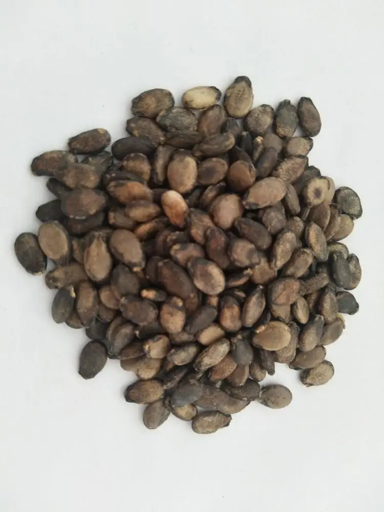 Very early matured mini watermelon seeds