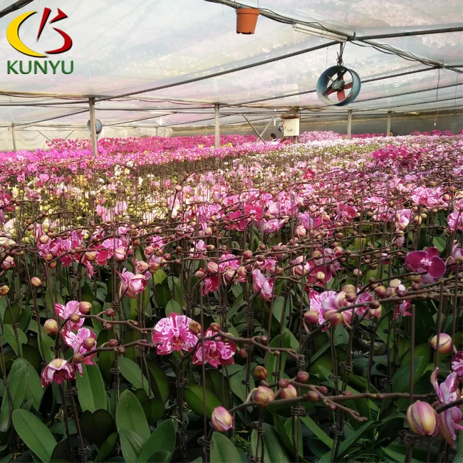 Taiwan origin  Phalaenopsis Orchid Flowers seedlings nursery  on rolling benches in tropical sawtooth greenhouse for exporting