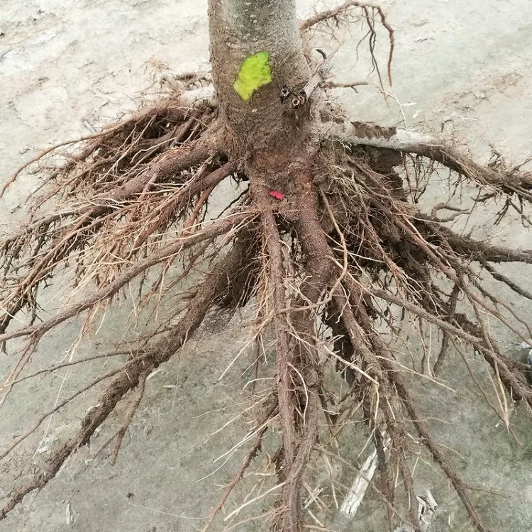 China cold resistant fast grow royal empress paulownia FTE young tree for planting