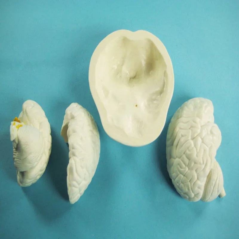 
Biology Education Equipment Anatomical Human Brain Model 