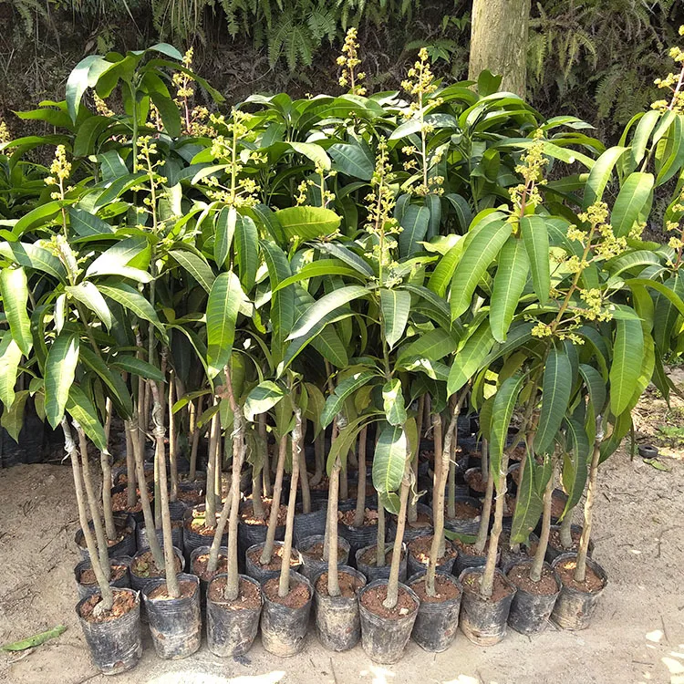 
Nature plant fruit tree Mango seedlings 