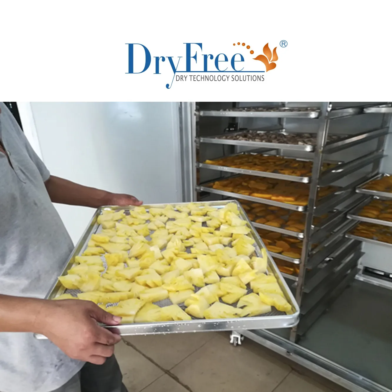 Solar food dryer and automatic type coconut dryer or solar dryer for cassava/coconut drying machine with CE Certification