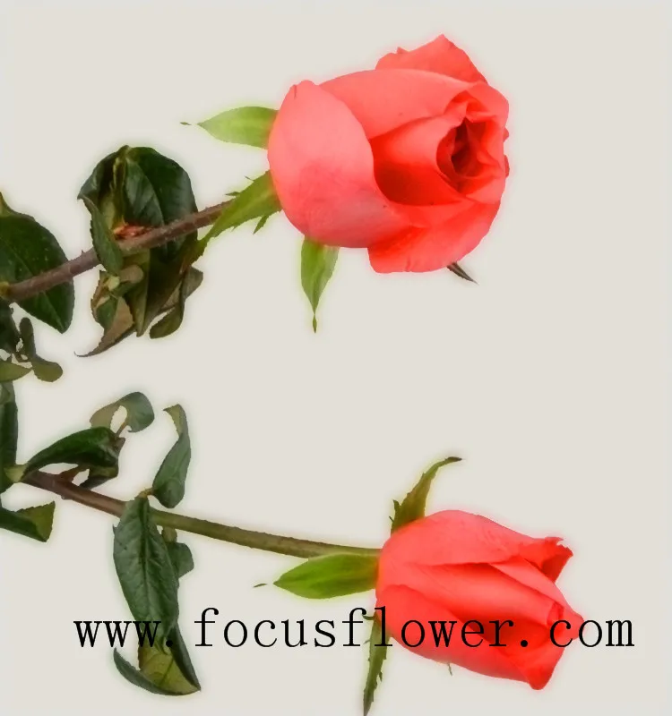 Рекламные природных роза цветы голландии роз кинозвезда для дома из провинции юньнань