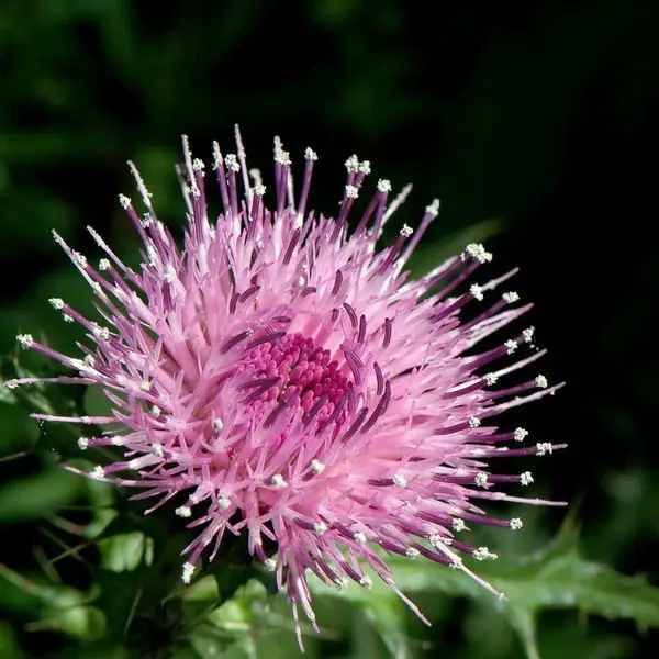 Большой запас в США печени уход расторопши, экстракт семян порошок