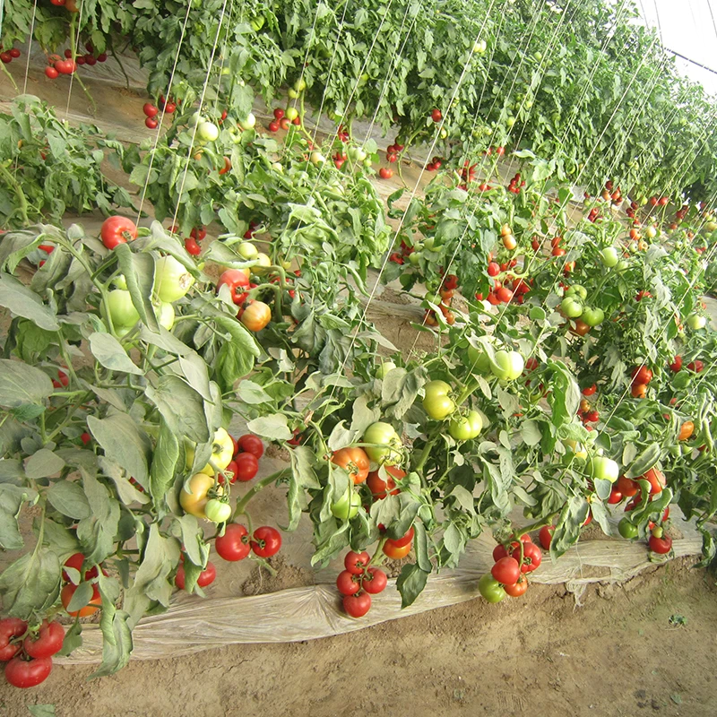 Гибридные семена томатов, устойчивые к плесени