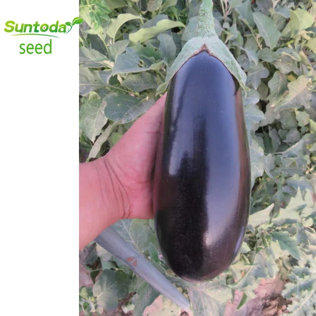 
Suntoday black beauty Bulb Eggfruit vegetable f1 hybrid Eggplant seeds 5gr/bag=1000seeds 