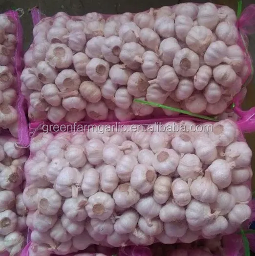 garlic seeds for sale galic
