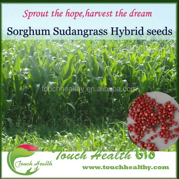 
2021 Supply Mutlicuts Sorghum Sudan Grass Seed , Best quality hybrid sorghum sudan seeds 