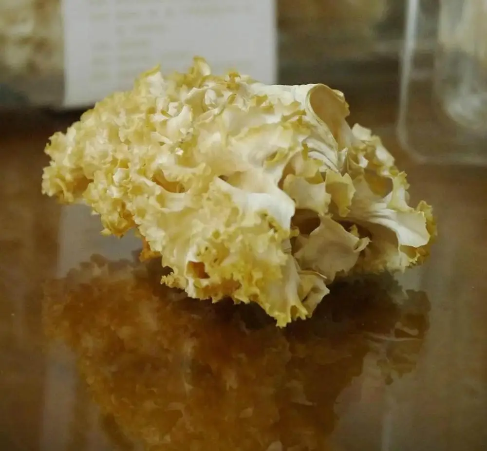 Detan High Quality Dried Sparassis Crispa Mushroom