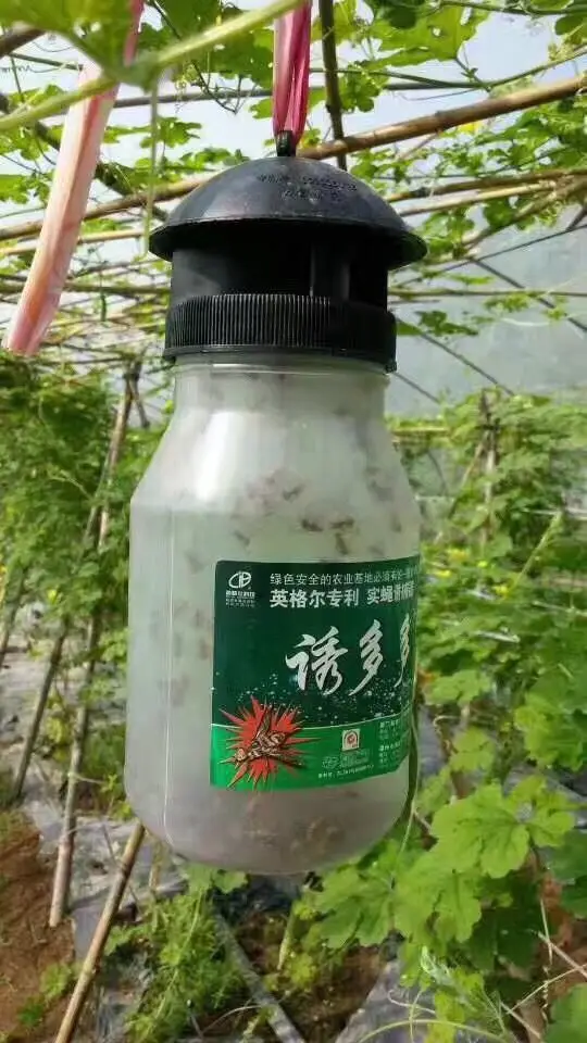 Hot sale Bactrocera cucurbitae pheromone lure melon fly catcher
