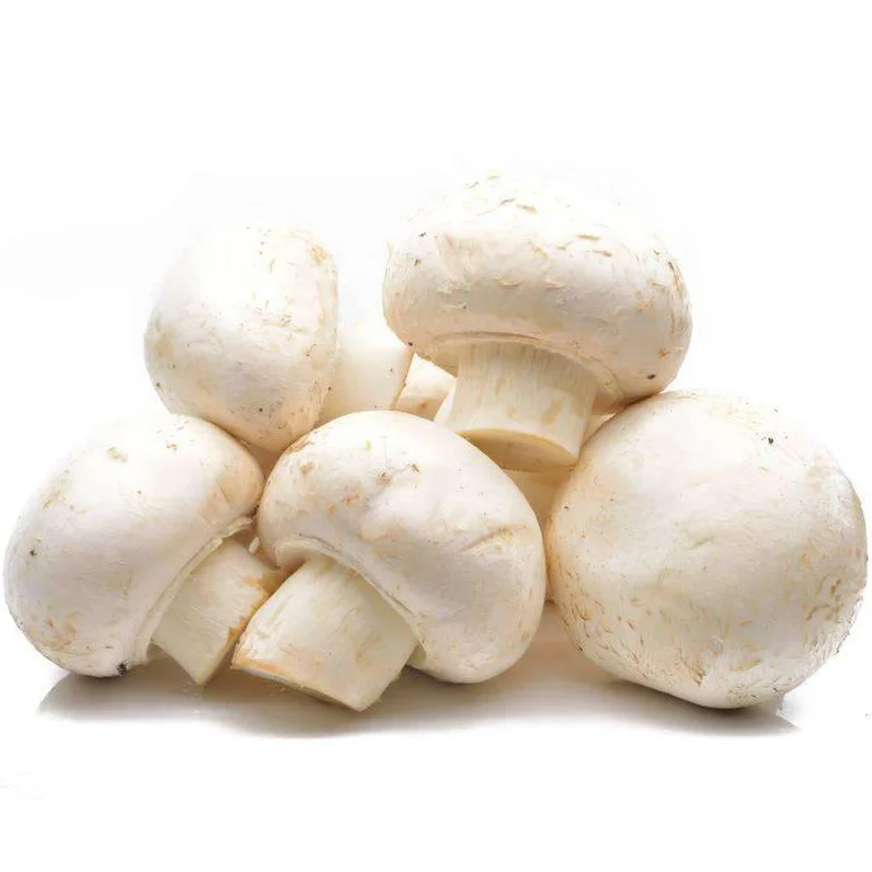 
Chinese manufacturer directly preserved white mushroom in barrel 