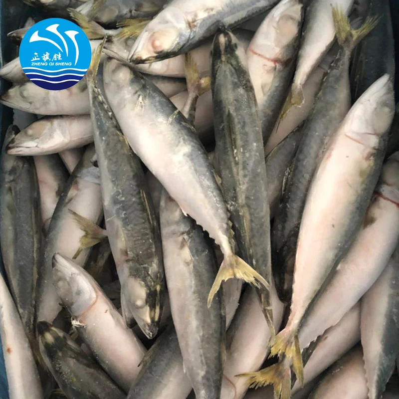 Для продажи Scomber Scombrus Atlantic Mackerel