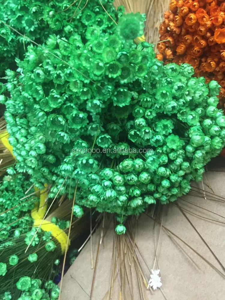 2017Factory direct sale, Small star of Brazil, little daisies of eternal flowers