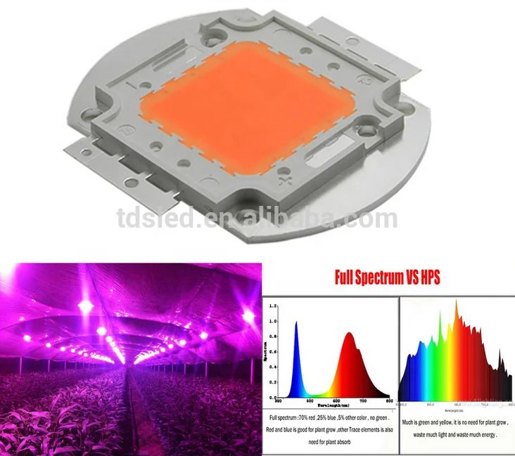 Factory wholesale 380nm - 840nm Full spectrum cob growing light led module 30W 50W for green house