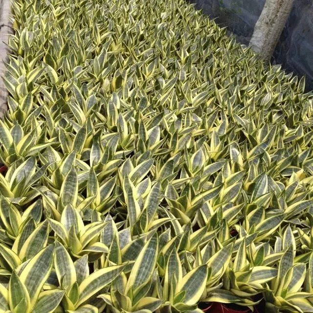 
 Внутреннее украшение Sansevieria Hahnii для оптовой продажи  