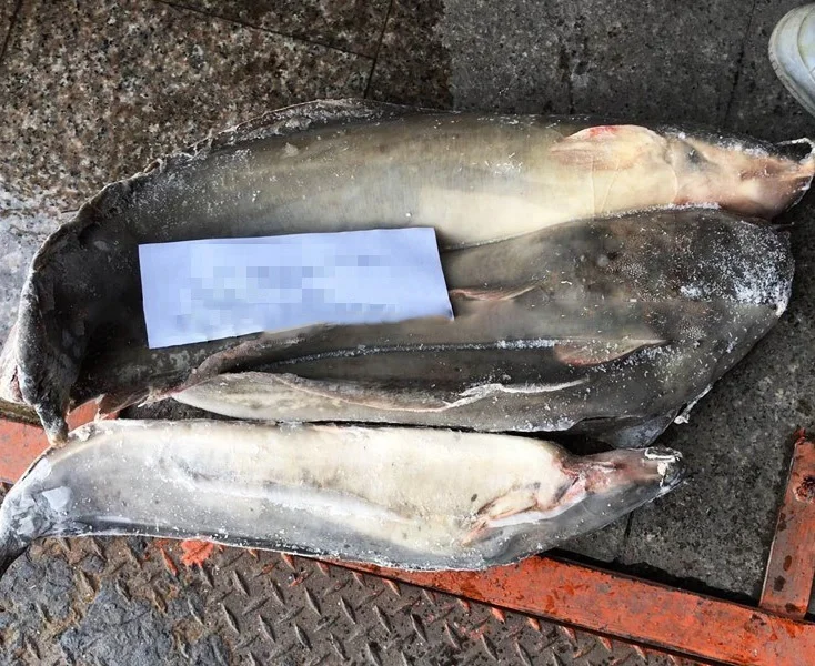 Guangzhoou Black Bullhead Chinese Farm Frozen Live Catfish WholeSale Price For African markets